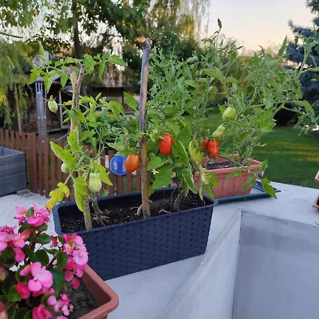 Norbi Vendeghaz Apartament Balatonszarszo